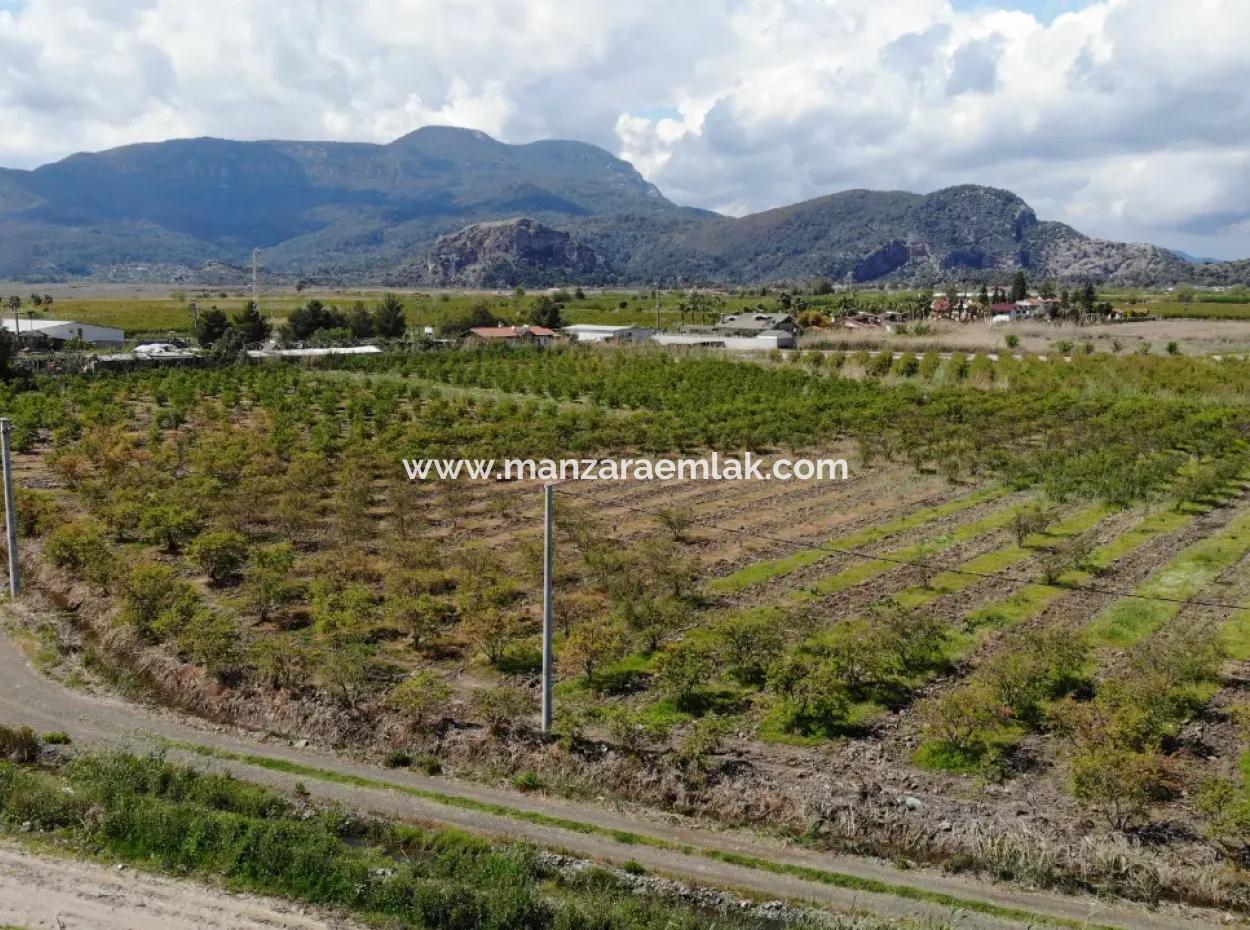 Dalyan Iztuzu Road Single Deed Feld Zum Verkauf