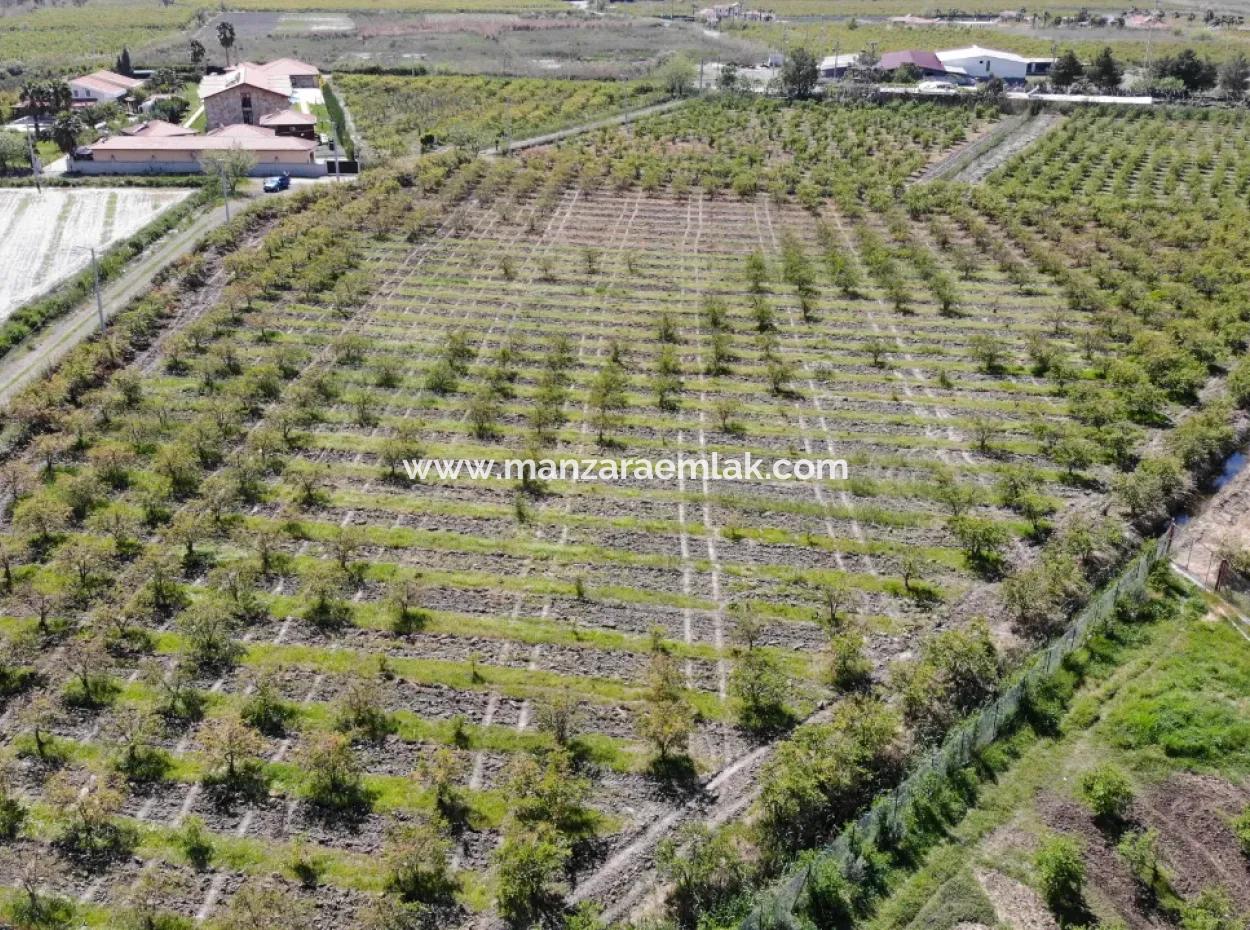 Dalyan Iztuzu Road Single Deed Feld Zum Verkauf