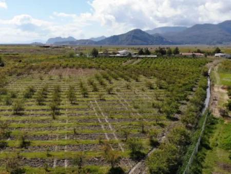 Dalyan Iztuzu Road Single Deed Feld Zum Verkauf