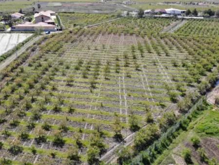 Dalyan Iztuzu Road Single Deed Feld Zum Verkauf