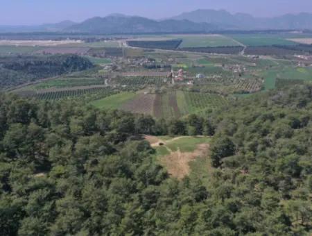 Einzeleigentumsurkunde Zum Verkauf In Kapikargin - Forest Interior -