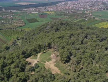 Einzeleigentumsurkunde Zum Verkauf In Kapikargin - Forest Interior -