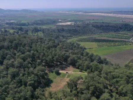 Einzeleigentumsurkunde Zum Verkauf In Kapikargin - Forest Interior -