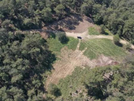 Einzeleigentumsurkunde Zum Verkauf In Kapikargin - Forest Interior -