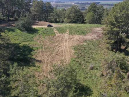 Einzeleigentumsurkunde Zum Verkauf In Kapikargin - Forest Interior -