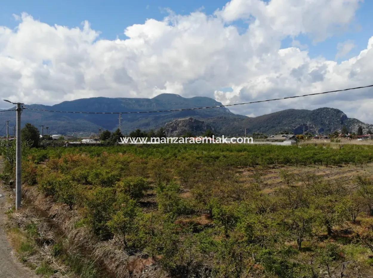 Dalyan Iztuzu Road Single Deed Field For Sale