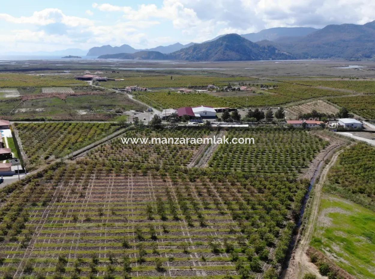 Dalyan Iztuzu Road Single Deed Field For Sale