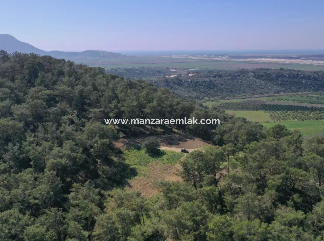 Single Title Deed For Sale In Kapikargin - Forest Interior -