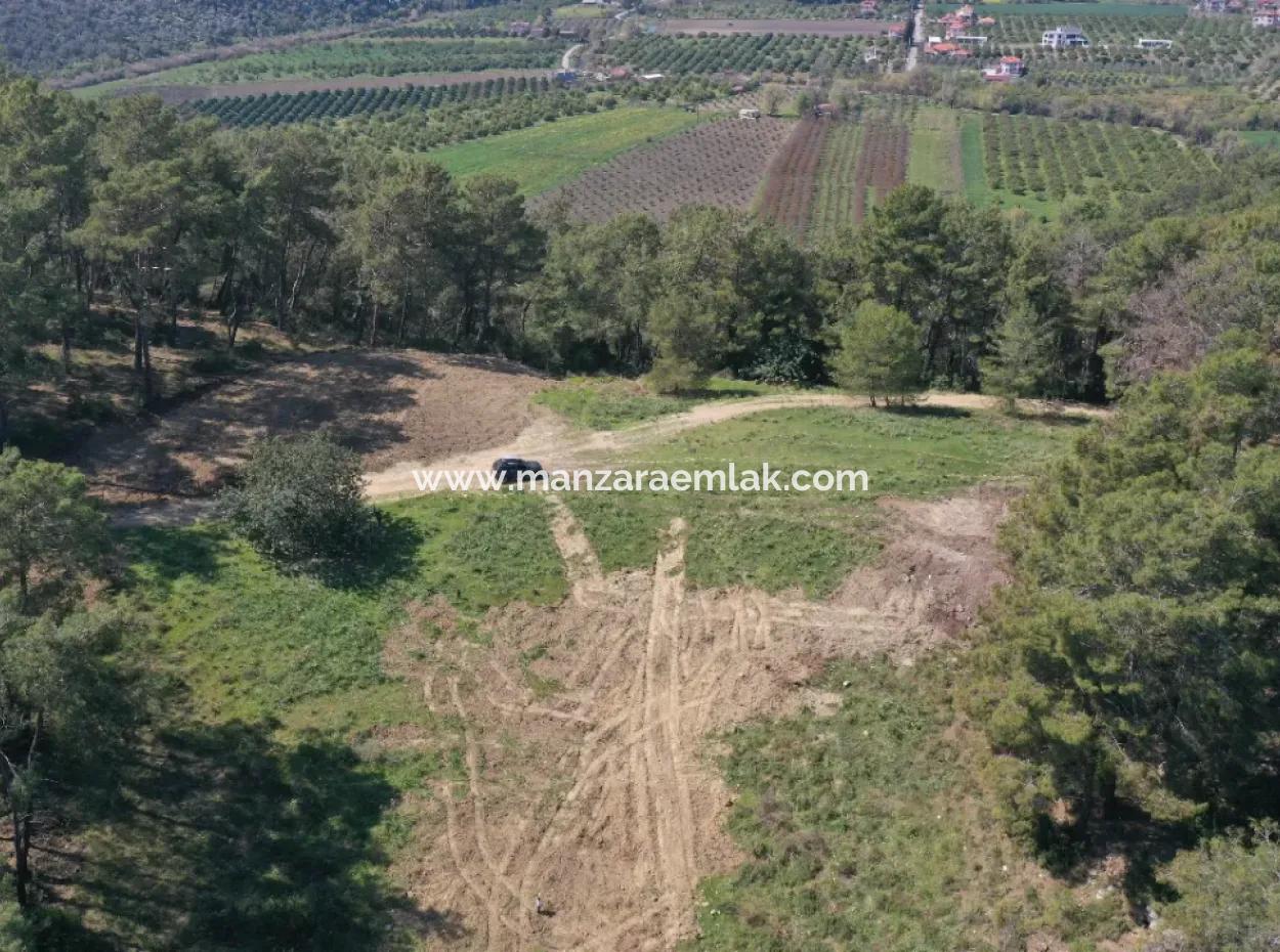 Single Title Deed For Sale In Kapikargin - Forest Interior -