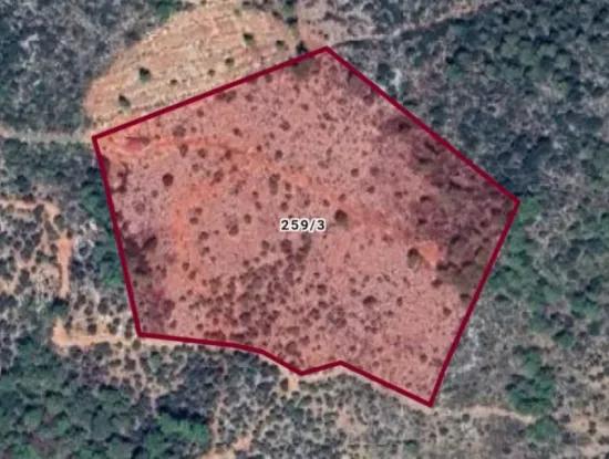 Sea View Olives For Sale