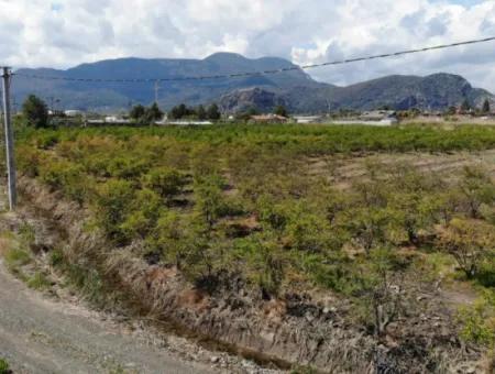 Dalyan Iztuzu Road Single Deed Field For Sale