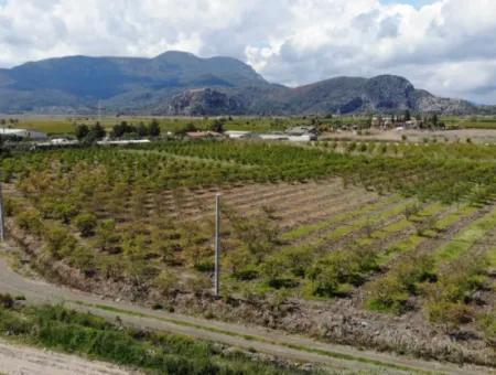 Dalyan Iztuzu Road Single Deed Field For Sale