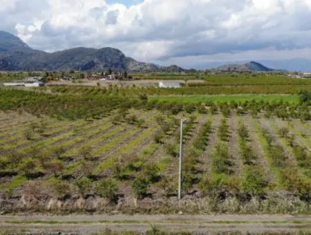 Dalyan Iztuzu Road Single Deed Field For Sale