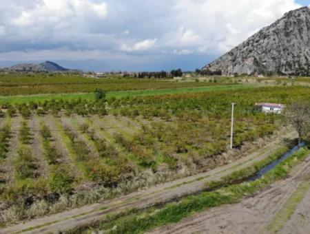 Dalyan Iztuzu Road Single Deed Field For Sale