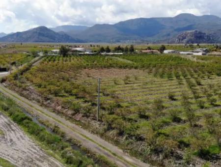 Dalyan Iztuzu Road Single Deed Field For Sale