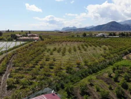 Dalyan Iztuzu Road Single Deed Field For Sale