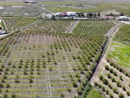 Dalyan Iztuzu Road Single Deed Field For Sale