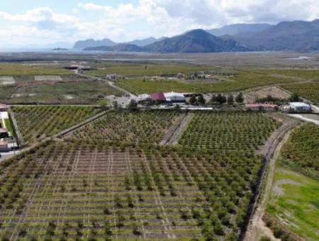 Dalyan Iztuzu Road Single Deed Field For Sale