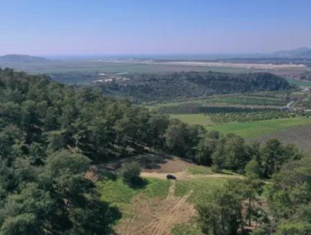 Single Title Deed For Sale In Kapikargin - Forest Interior -