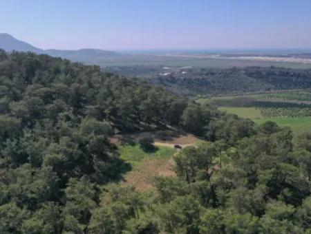 Single Title Deed For Sale In Kapikargin - Forest Interior -