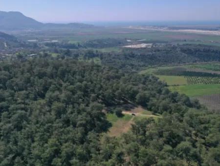 Single Title Deed For Sale In Kapikargin - Forest Interior -