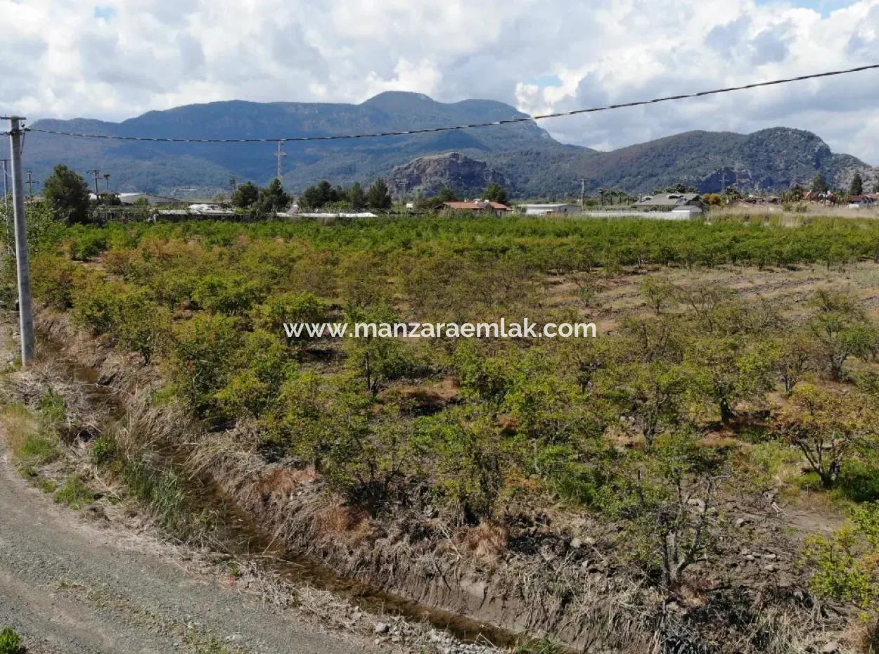 Dalyan İztuzu Yolunda Satılık Tek Tapu Tarla