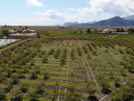 Dalyan İztuzu Yolunda Satılık Tek Tapu Tarla