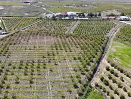 Dalyan İztuzu Yolunda Satılık Tek Tapu Tarla