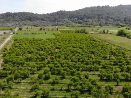 Mergenli'de Satılık Tarla Hissesi