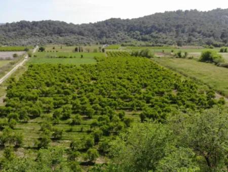 Mergenli'de Satılık Tarla Hissesi