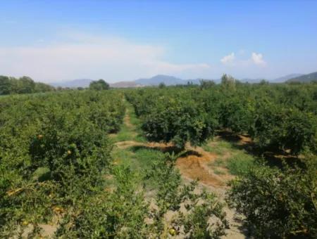 Satılık Tek Tapu Tarla Nar Bahçesi