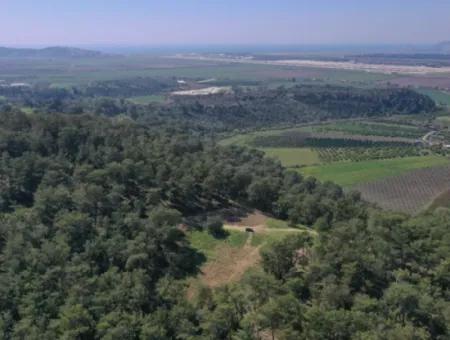 Kapıkargın'da Satılık Tek Tapu Tarla - Orman İçince -